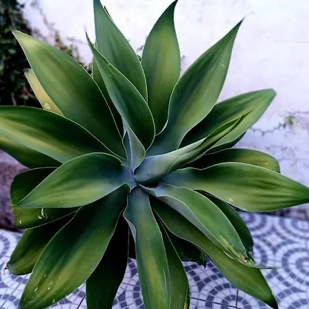 Casa Imperio - Azorean Boutique House بيت للعطل