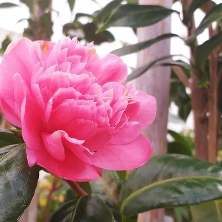 Casa Imperio - Azorean Boutique House بيت للعطل