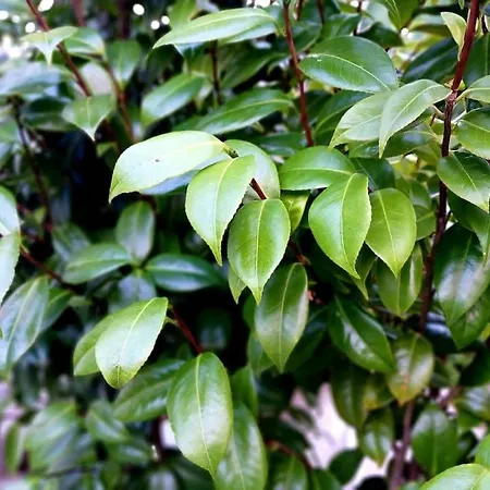 بيت للعطل Casa Imperio - Azorean Boutique House *