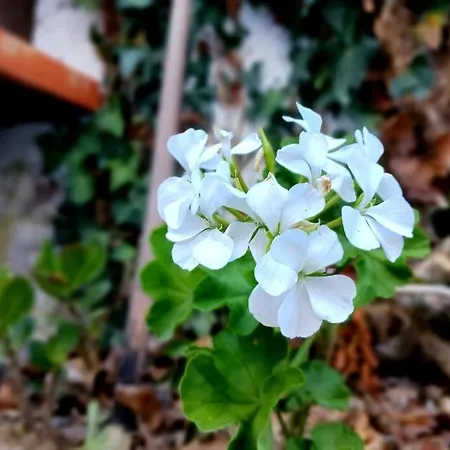 بيت للعطل Casa Imperio - Azorean Boutique House بوفواساو