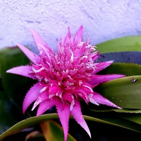 Casa Imperio - Azorean Boutique House بيت للعطل