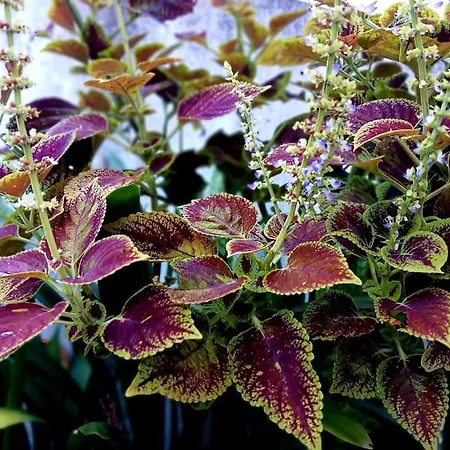 بيت للعطل Casa Imperio - Azorean Boutique House بوفواساو