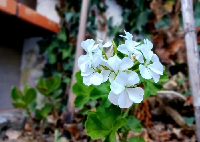 Holiday home Casa Imperio - Azorean Boutique House Povoacao (Sao Miguel)